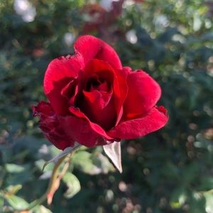 Meet your Posher, Mayra